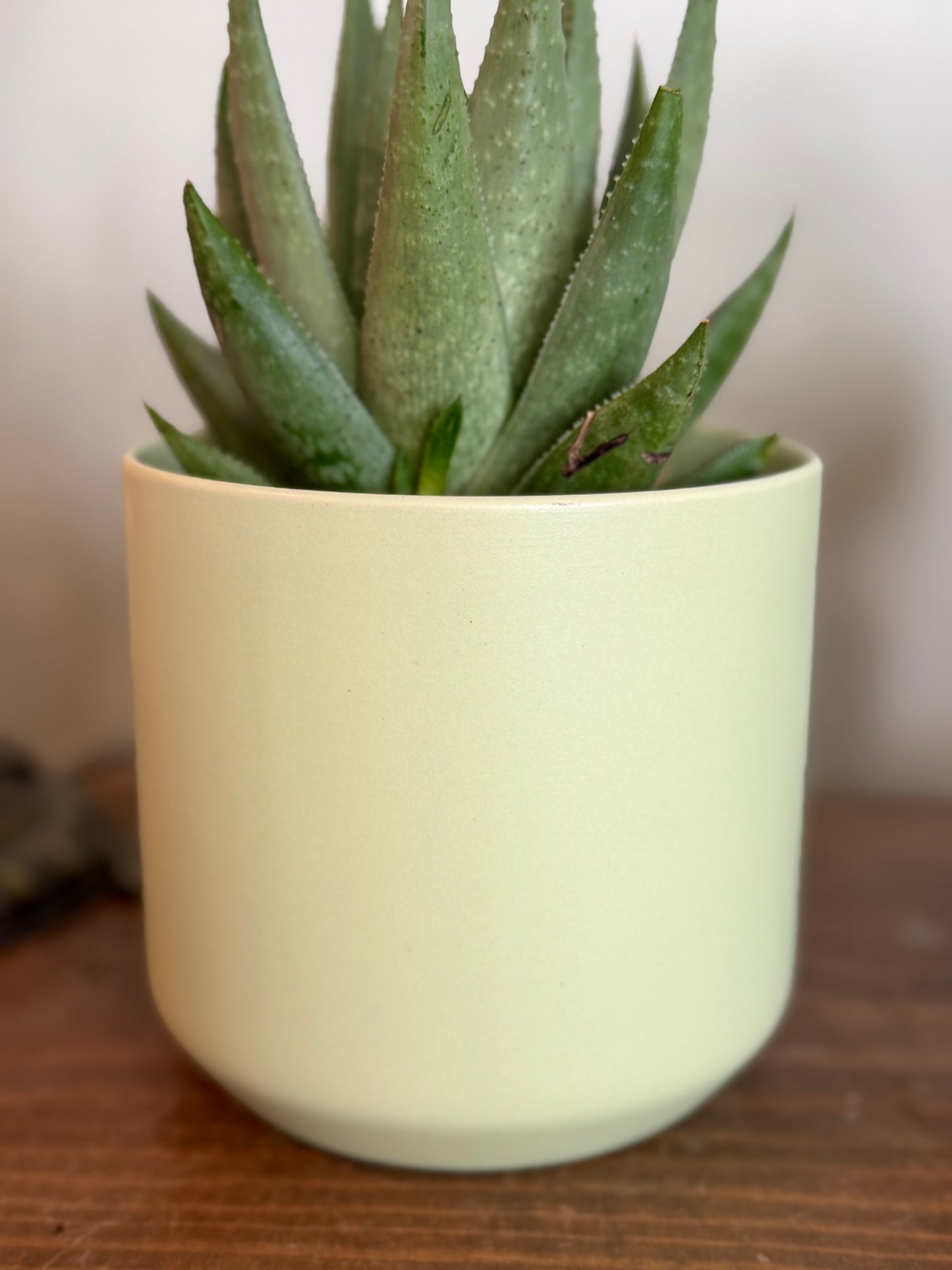Haworthia Savanna in Citron Green Planter