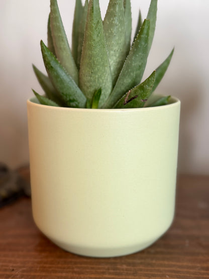 Haworthia Savanna in Citron Green Planter