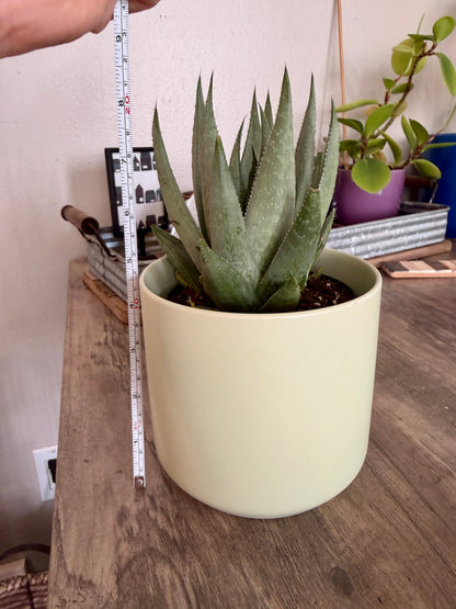 Haworthia Savanna in Citron Green Planter
