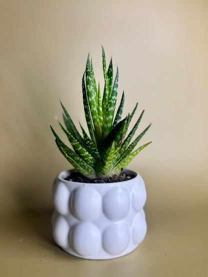 Mini Bubble Pot