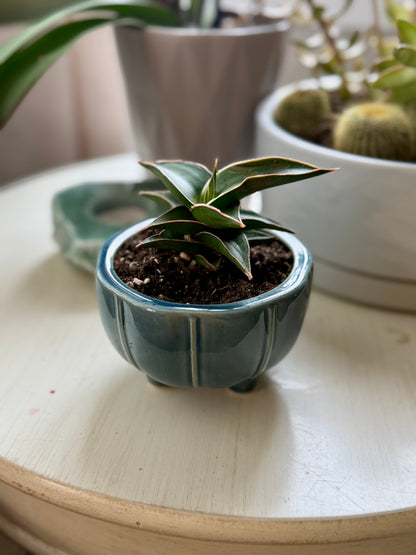 Snake Plant Lavranos in 3” Ceramic Pot
