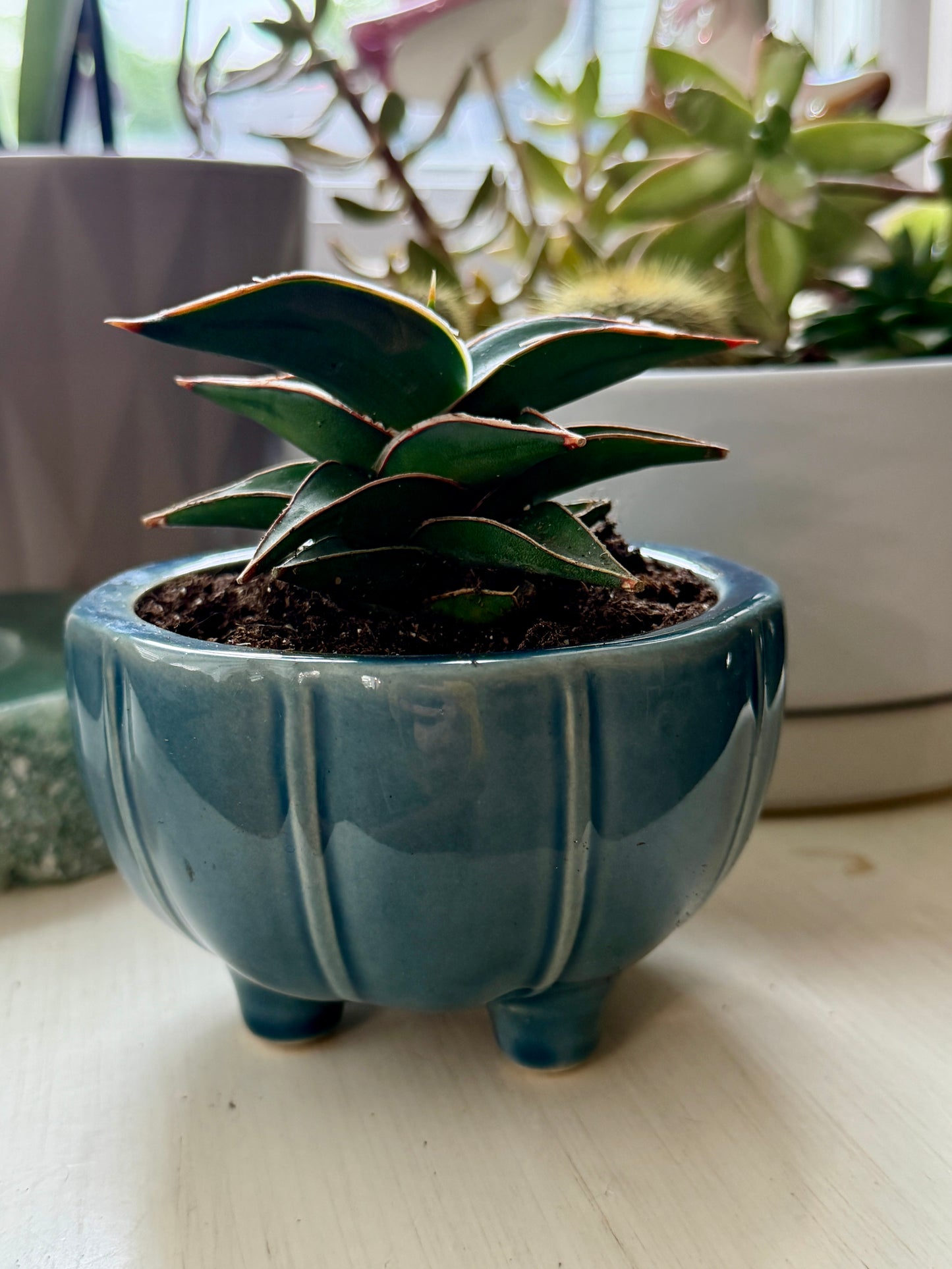 Snake Plant Lavranos in 3” Ceramic Pot