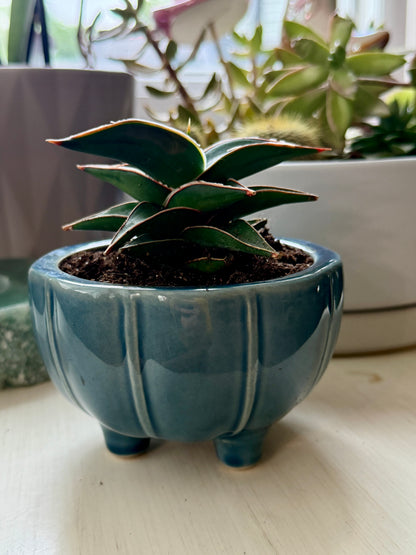 Snake Plant Lavranos in 3” Ceramic Pot