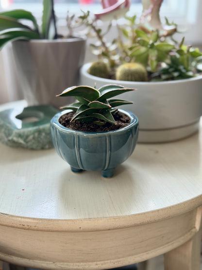 Snake Plant Lavranos in 3” Ceramic Pot
