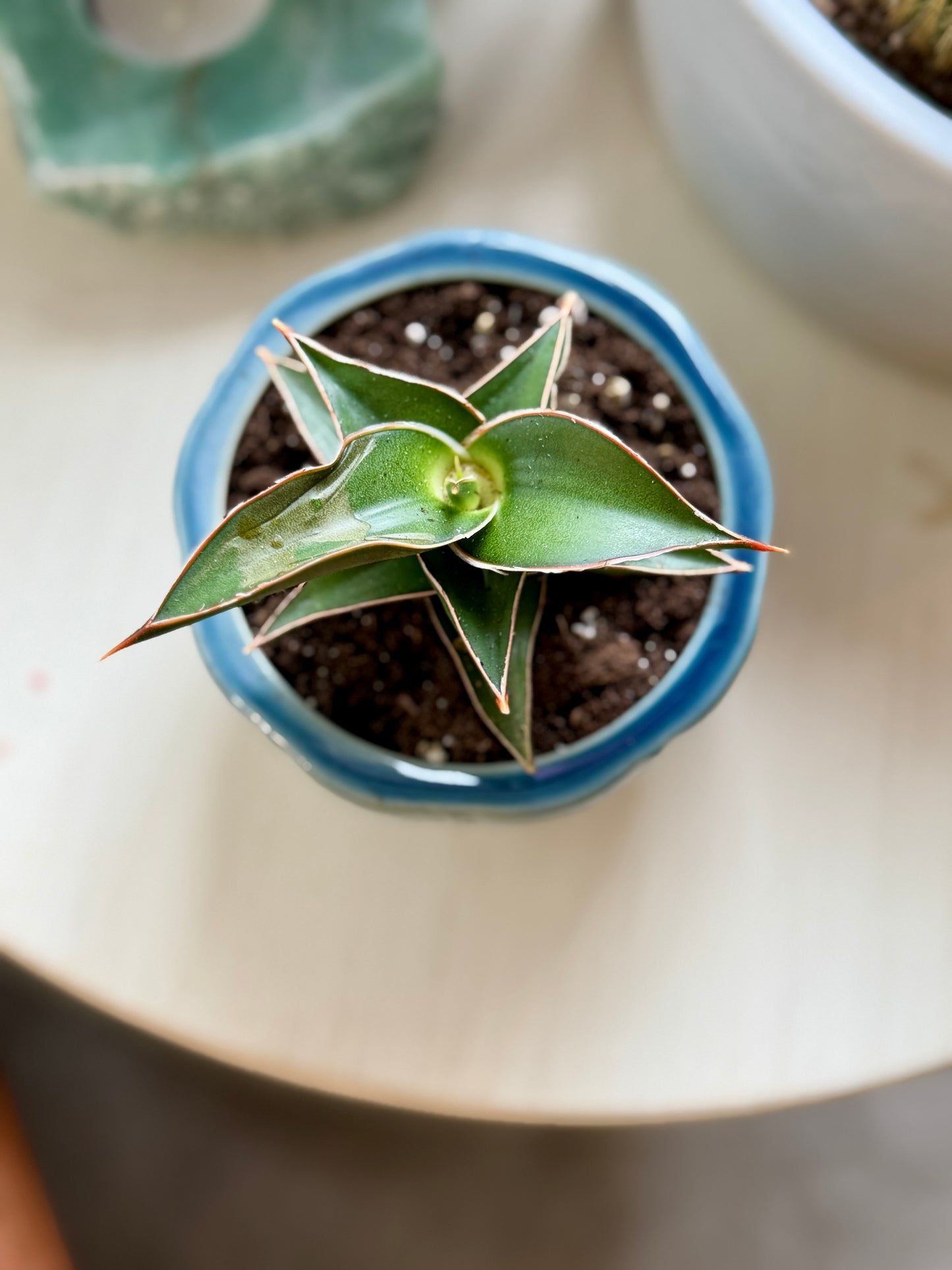 Snake Plant Lavranos in 3” Ceramic Pot