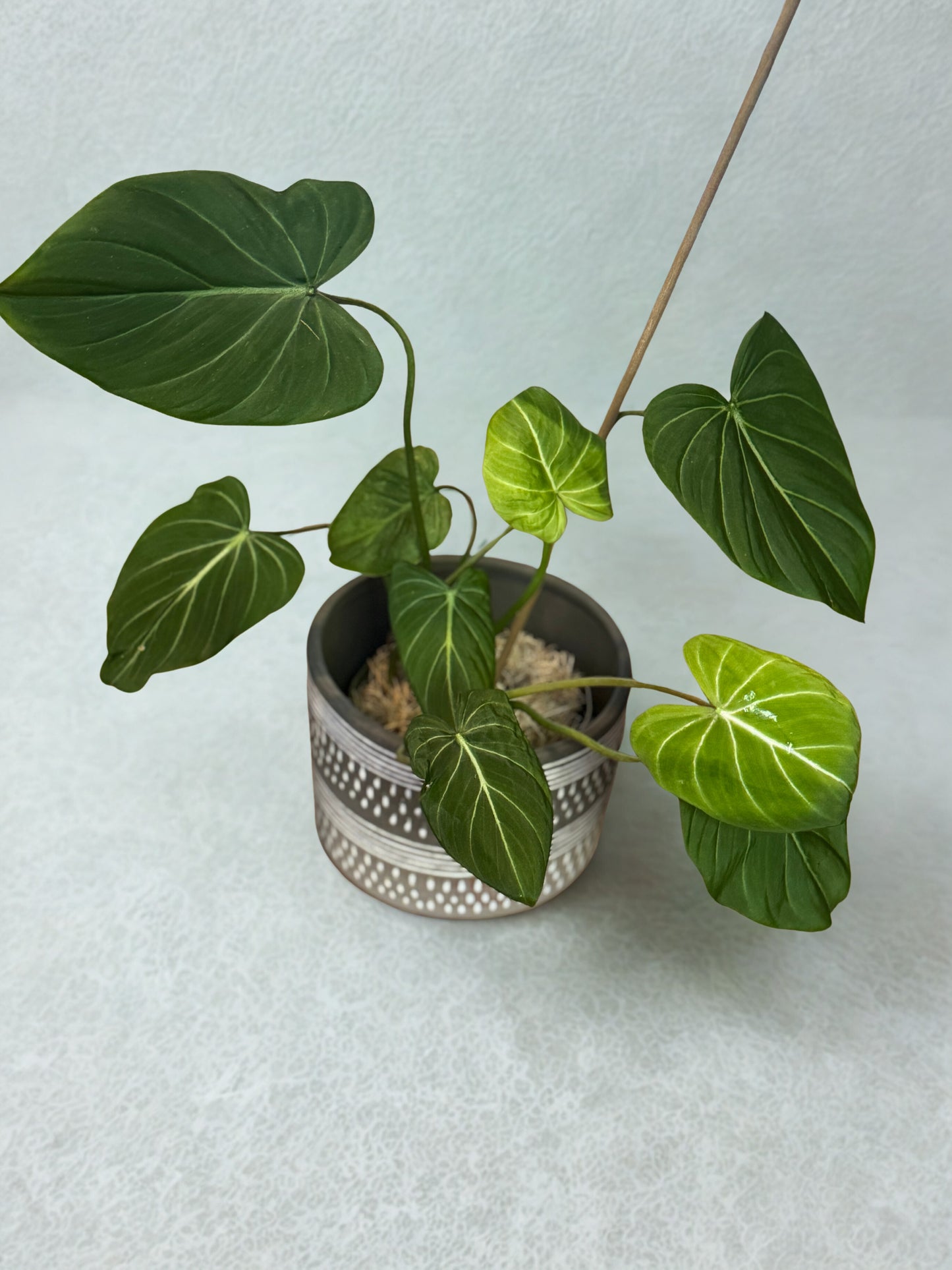 Philodendron Gloriosum 🌿