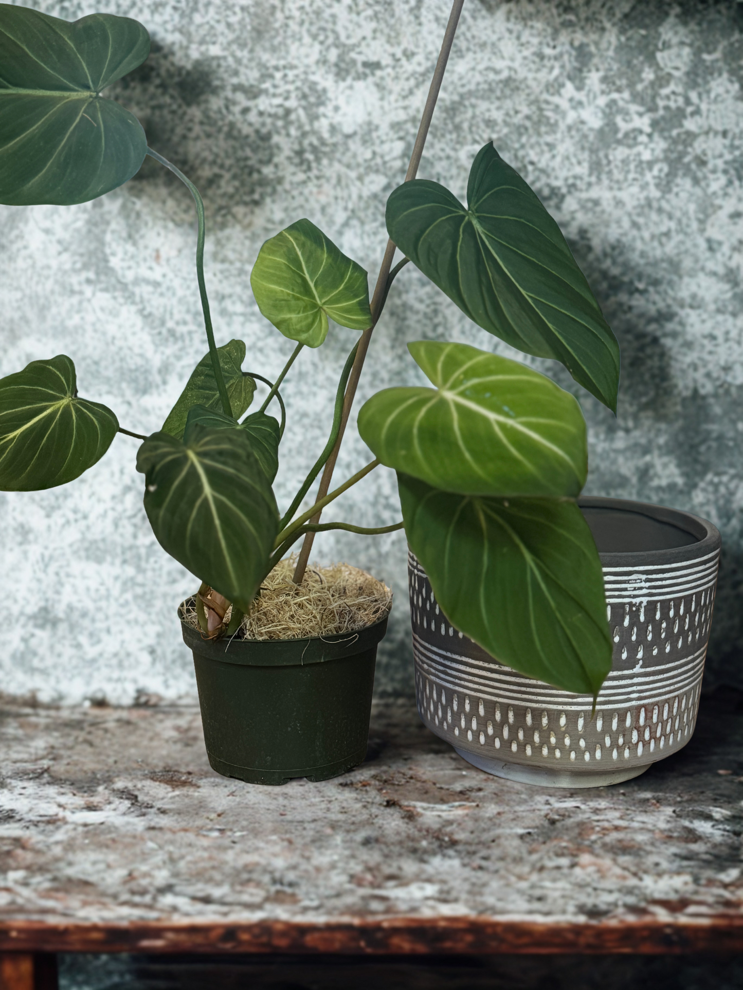 Philodendron Gloriosum 🌿