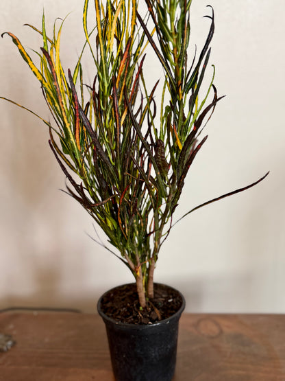 Picasso’s Paintbrush Croton | 4” Nursery Pot