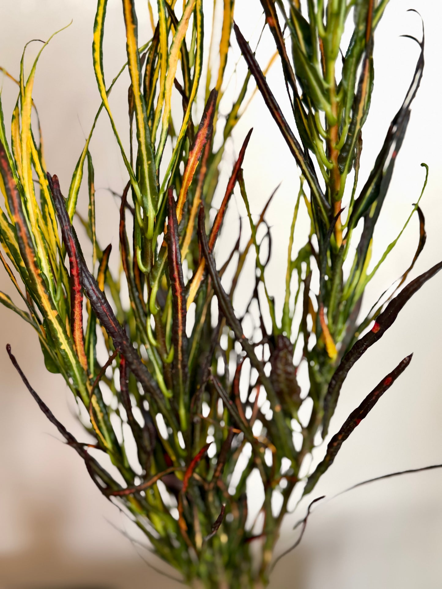 Picasso’s Paintbrush Croton | 4” Nursery Pot
