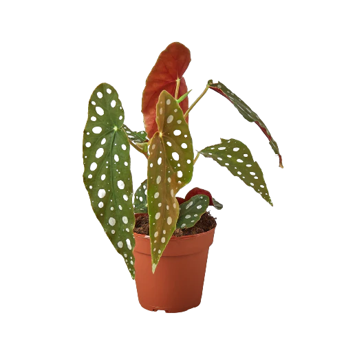 Begonia - Polka Dot