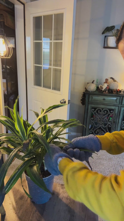 Microfiber Plant Dusting Gloves 🌱