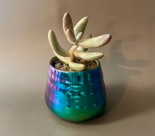 Petal