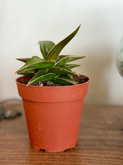 Snake Plant Lavranos | 4” Nursery Pot