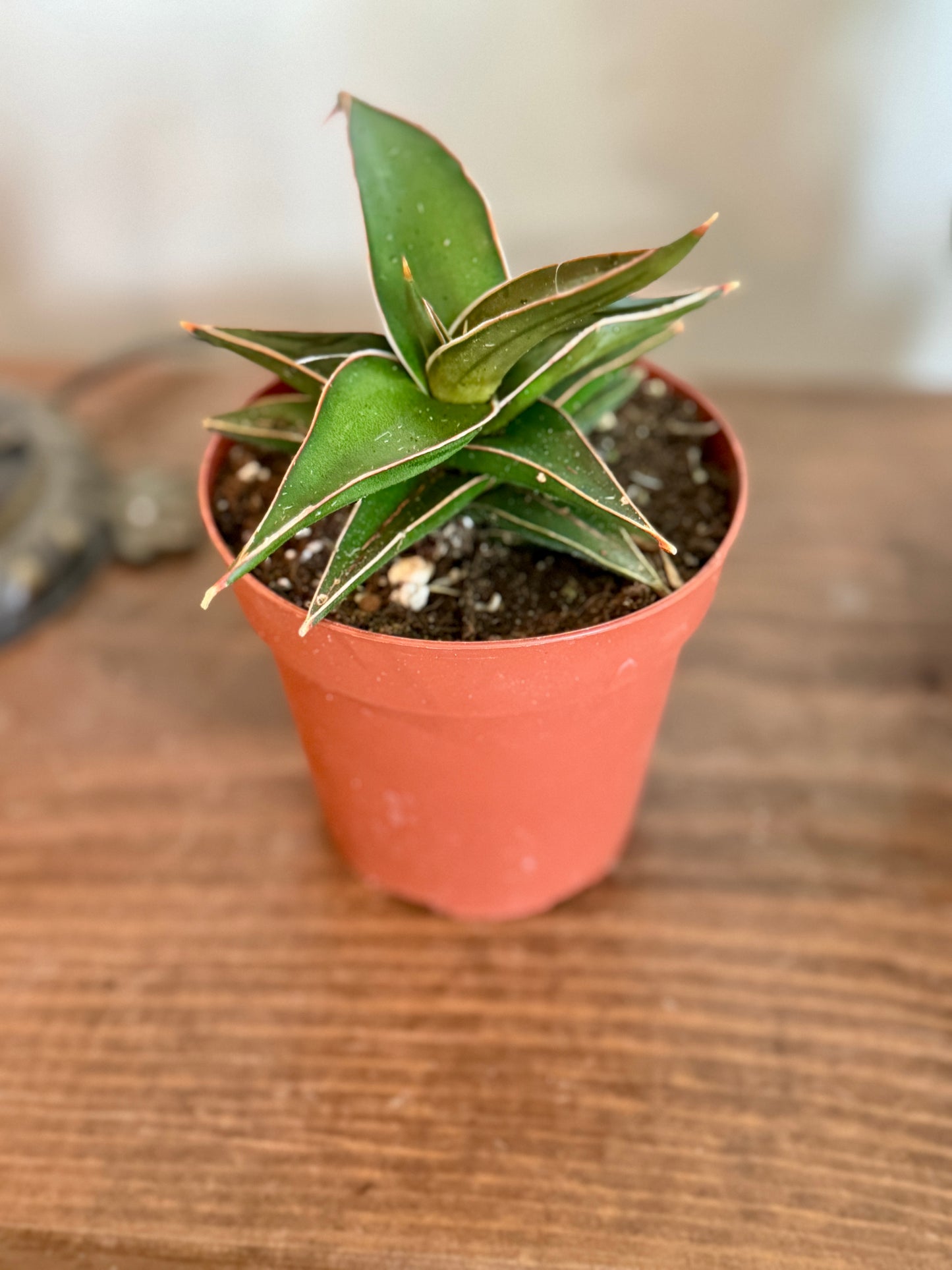 Snake Plant Lavranos | 4” Nursery Pot