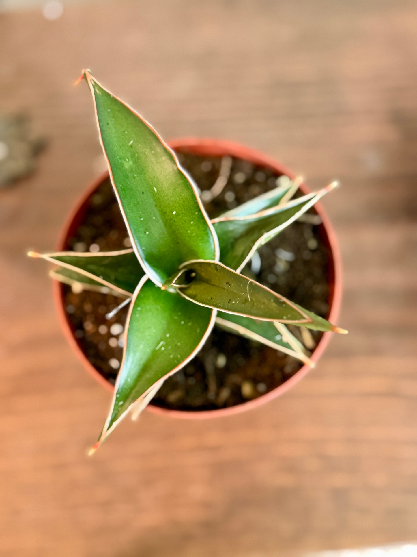 Snake Plant Lavranos | 4” Nursery Pot