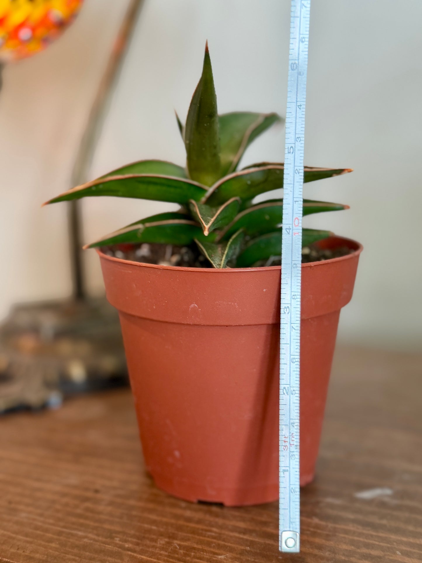 Snake Plant Lavranos | 4” Nursery Pot