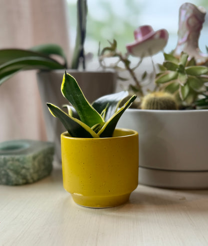 Mini Yellow Pot with Snake Plant