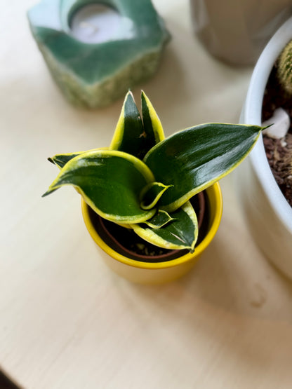 Mini Yellow Pot with Snake Plant