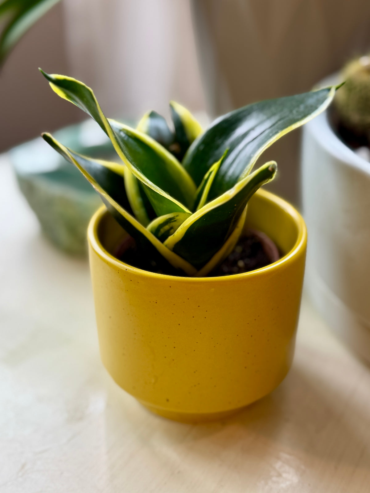 Mini Yellow Pot with Snake Plant