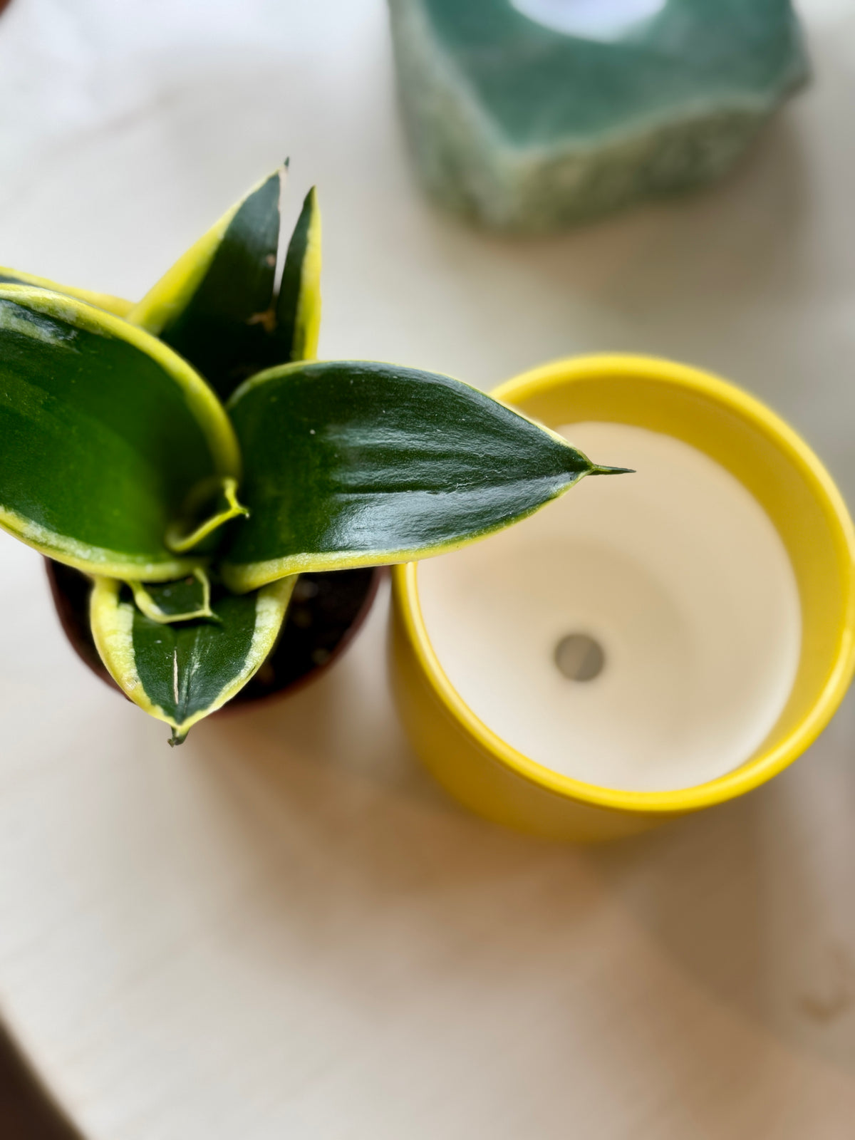 Mini Yellow Pot with Snake Plant