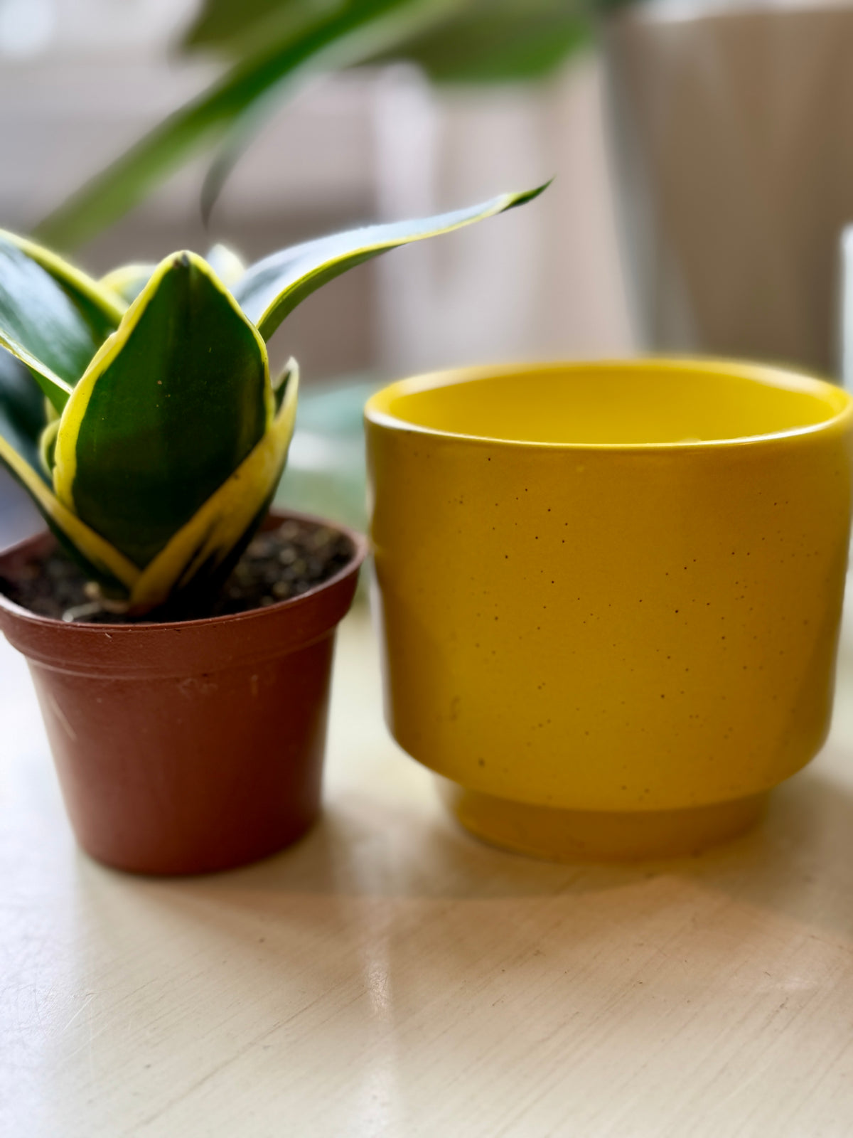 Mini Yellow Pot with Snake Plant