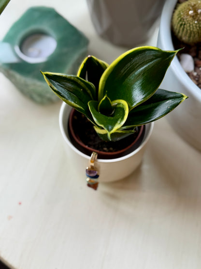 White Ceramic Pot with Aligned Chakra Pendant and Snake Plant