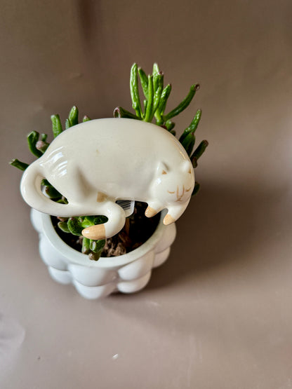 Curious Cats Plant Stick Set